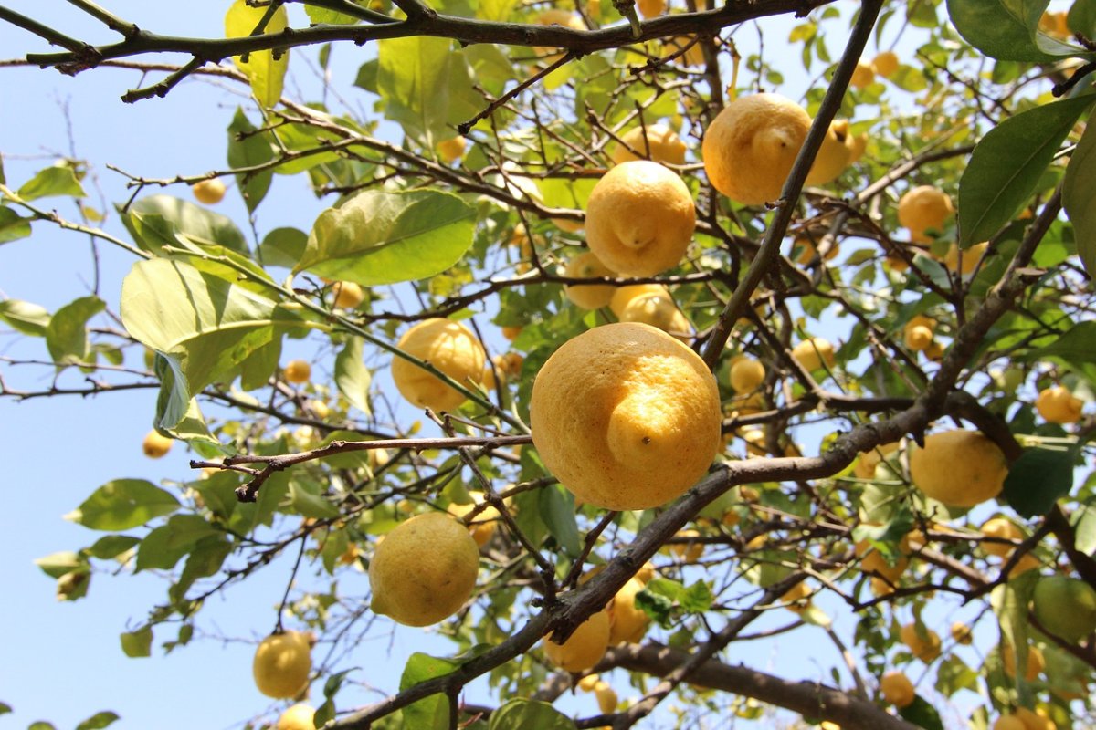 Limonnoe derevo в природе