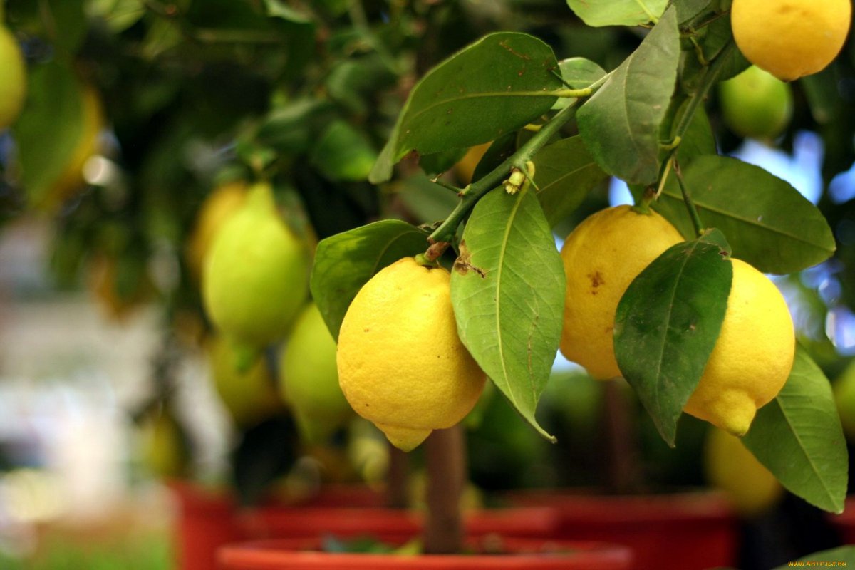 Lemon Tree (лимонное дерево)
