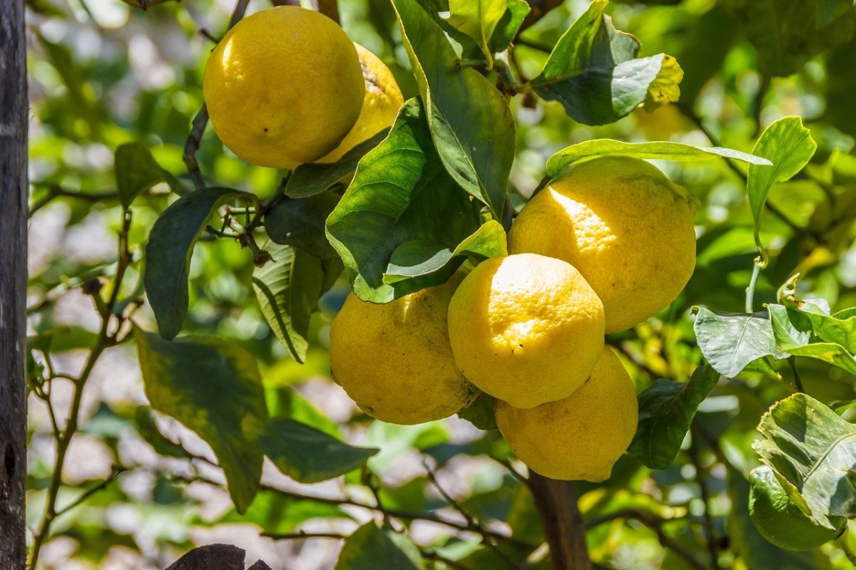 Lemon Tree (лимонное дерево)