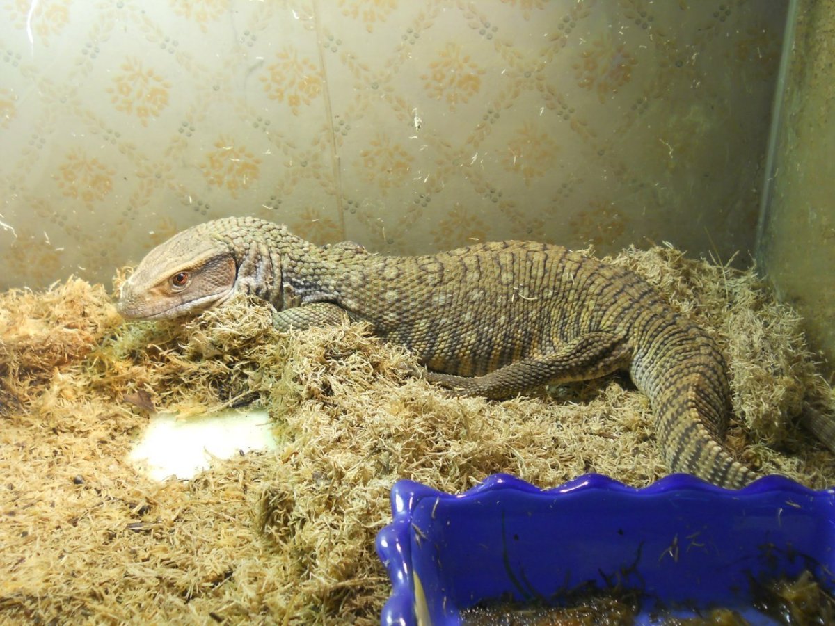 Капский Варан спит