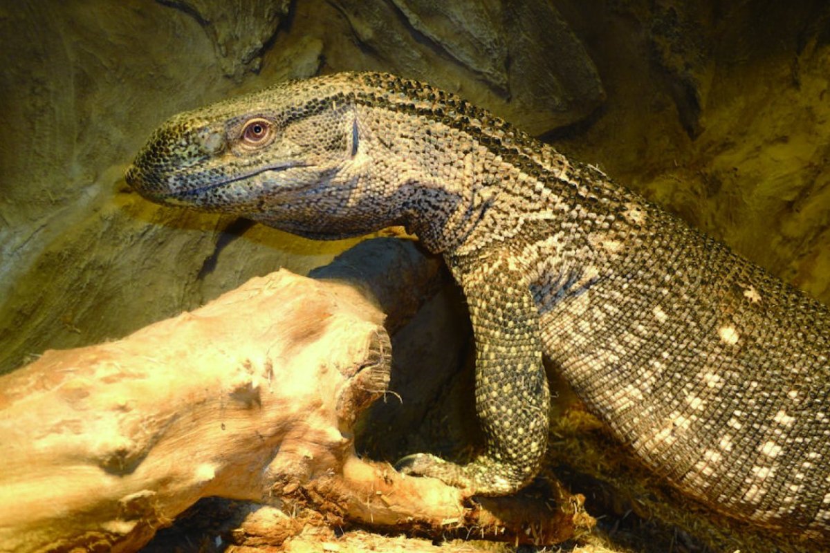 Varanus albigularis