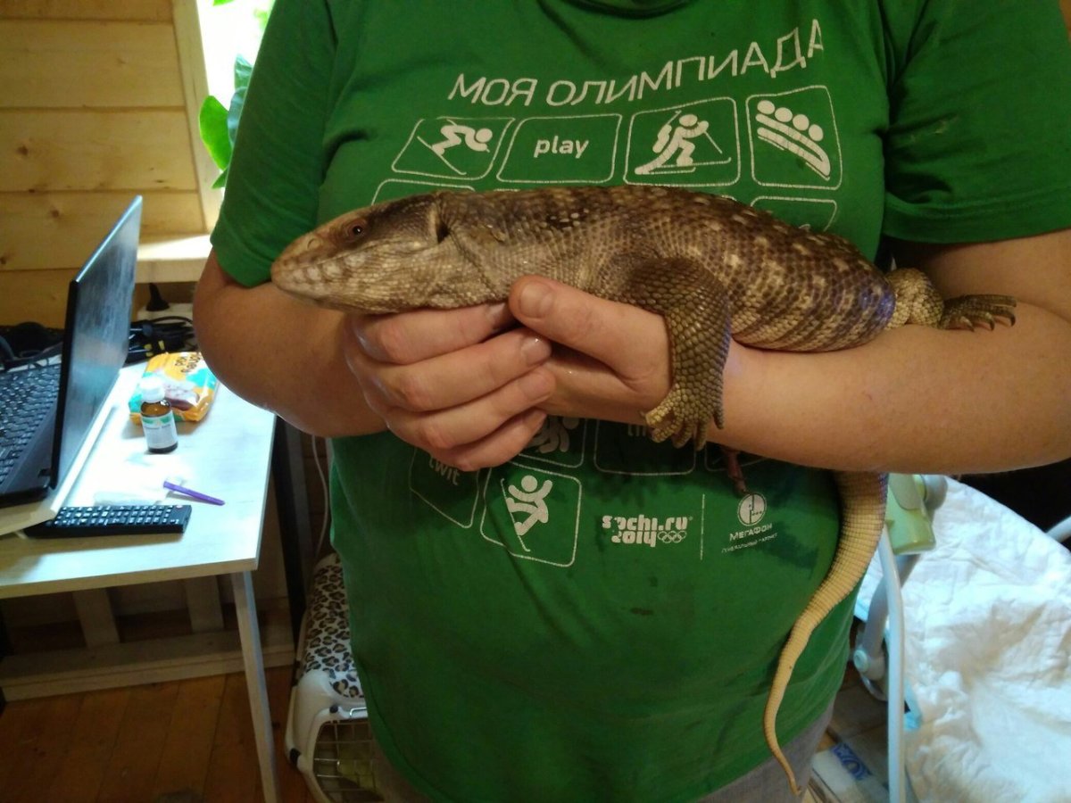 Капский Варан