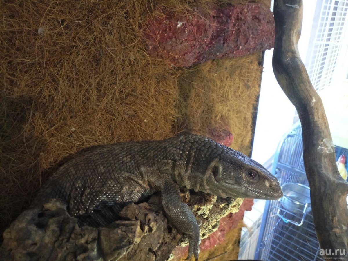 Капский Варан Varanus exanthematicus)