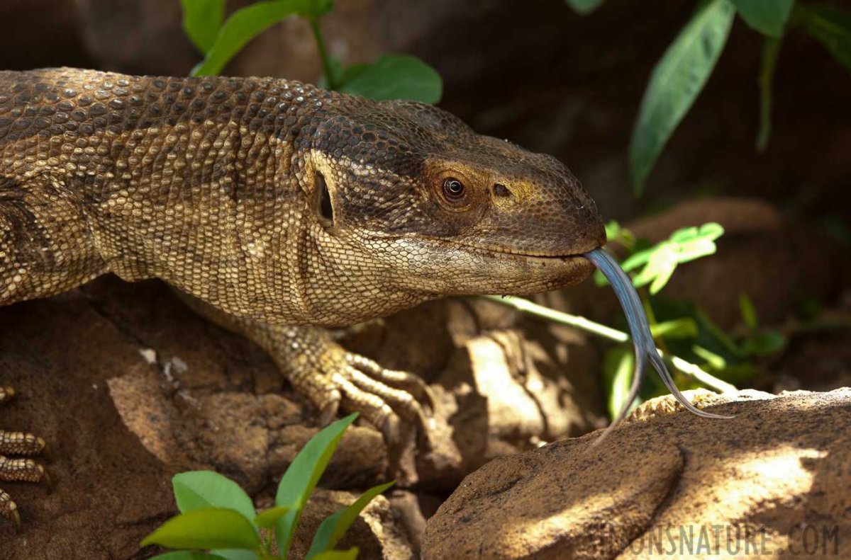 Varanus albigularis