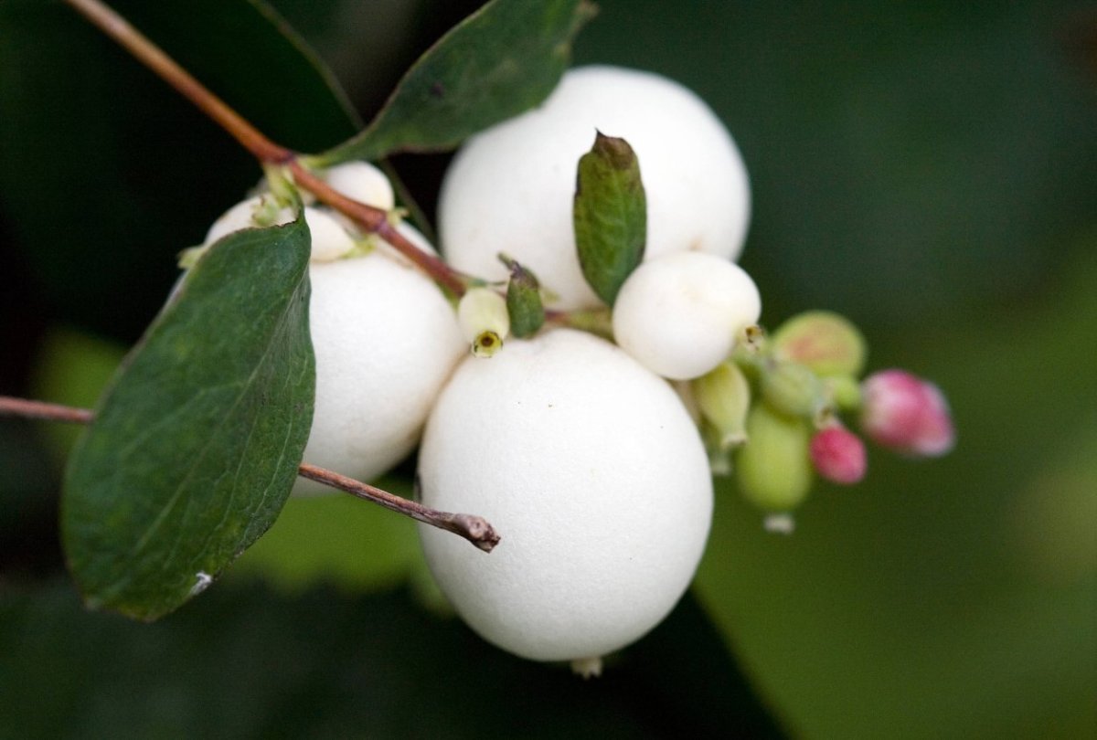 Whiteberry ягода