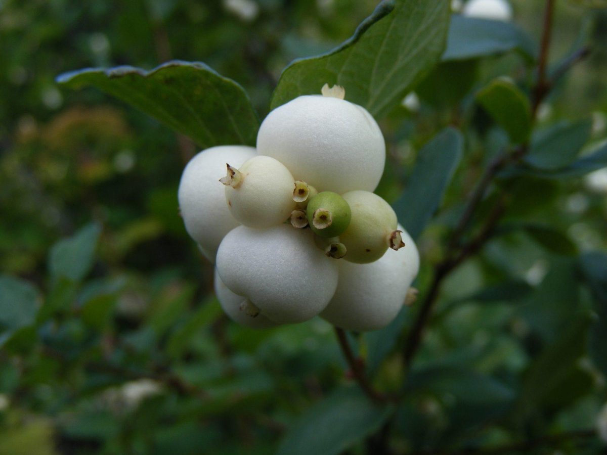 Снежноягодник Доренбоза White Hedge