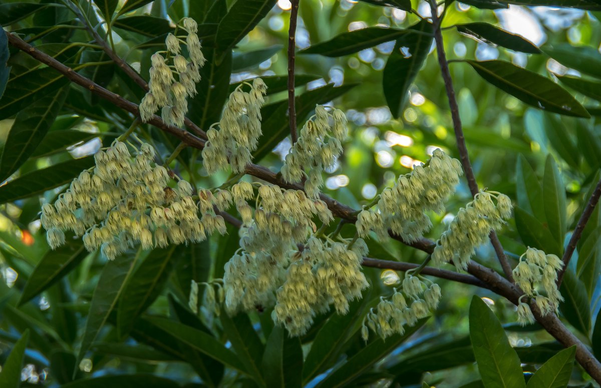 Elaeocarpus ganitrus