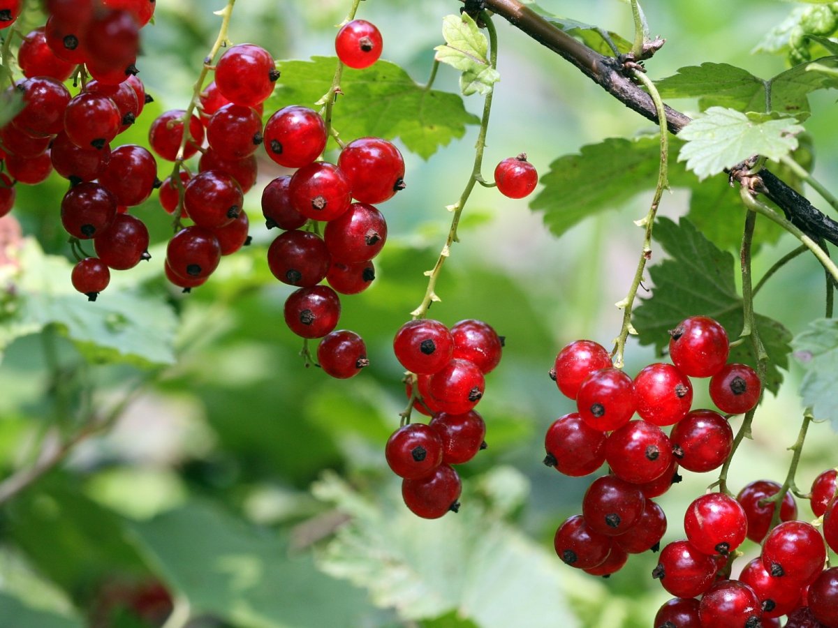 Ribes rubrum смородина красная куст