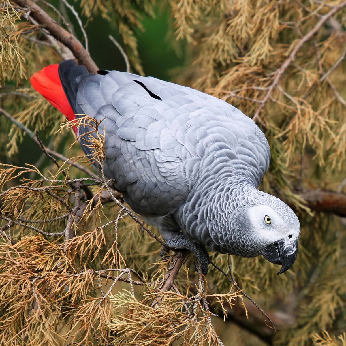 Grey Parrot Psittacus Erithacus