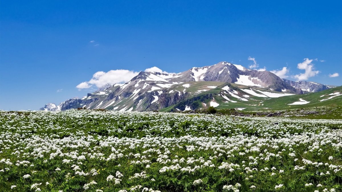 Плато Лаго-Наки Альпийские Луга