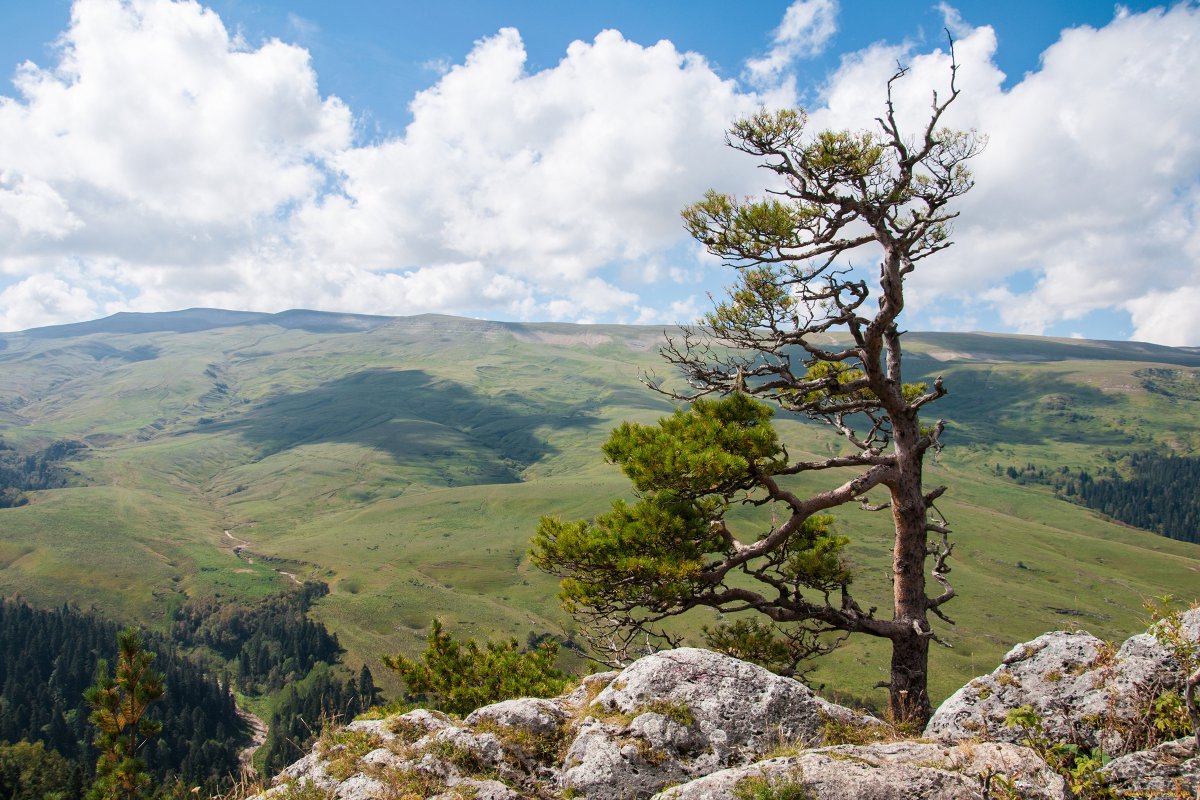 Смотровая сосна Лаго Наки