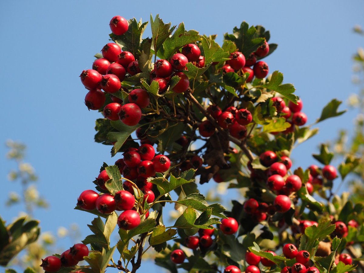 Боярышник Арнольда Crataegus arnoldiana