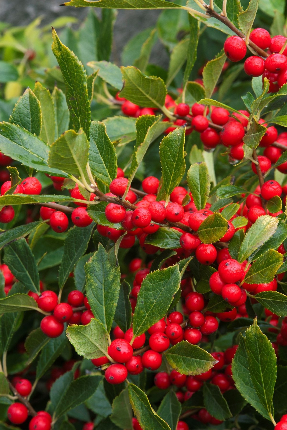 Ilex verticillata