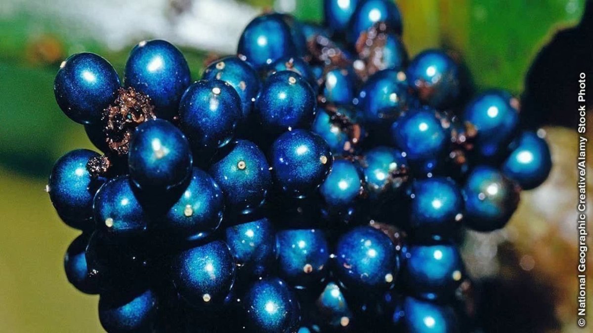 Pollia condensata растение