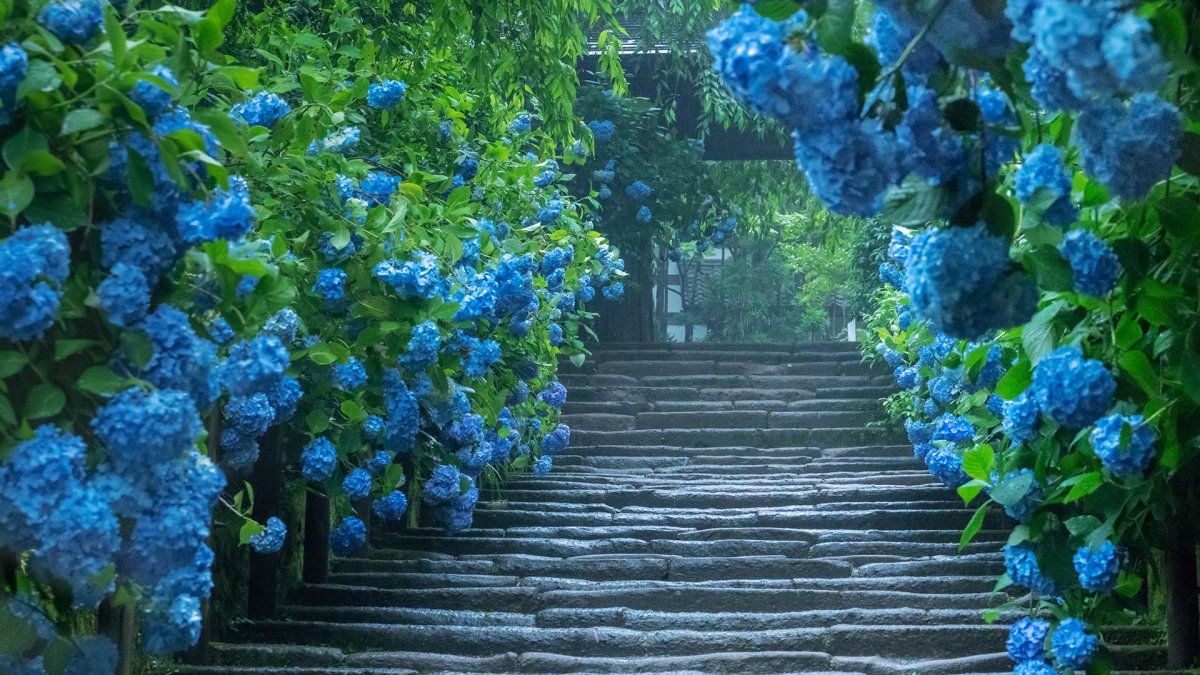 Храм гортензий в Камакуре