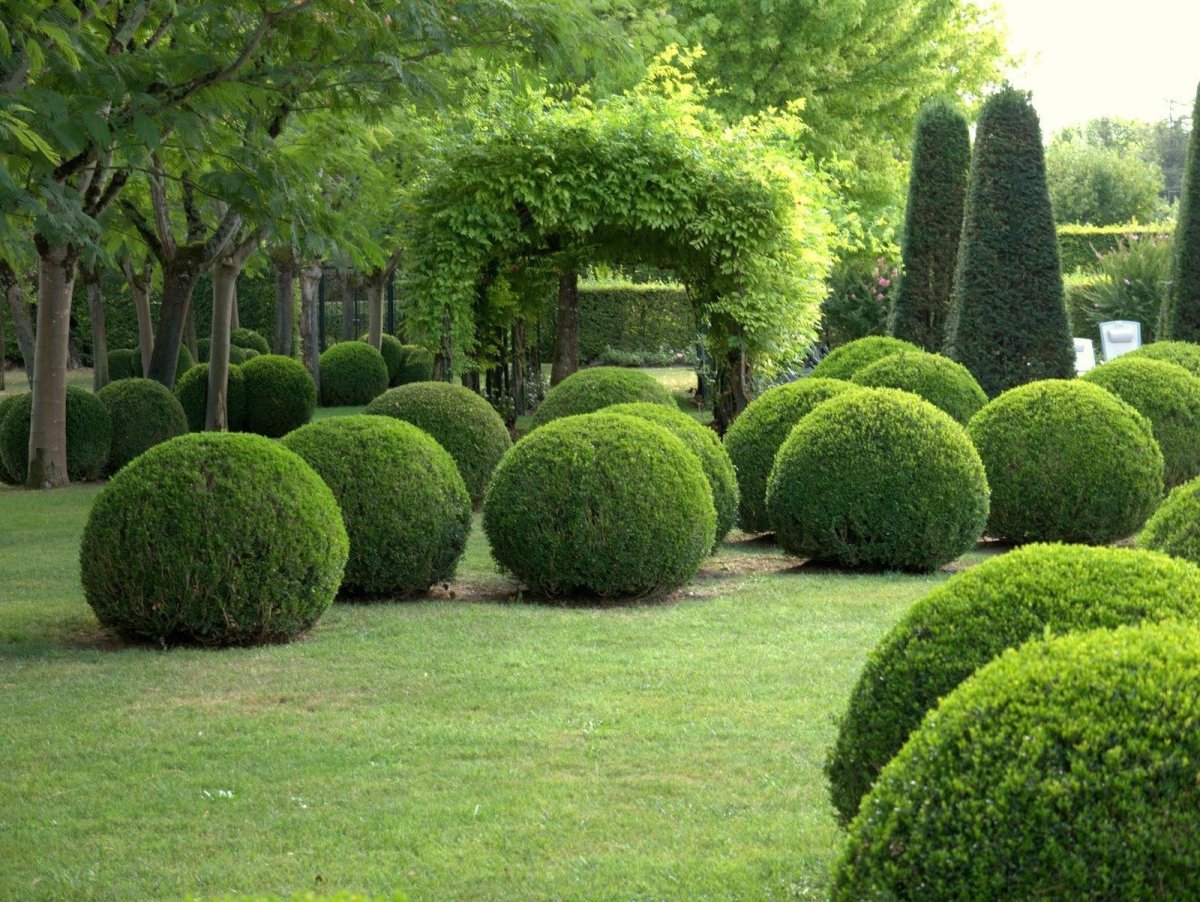 Самшит Buxus