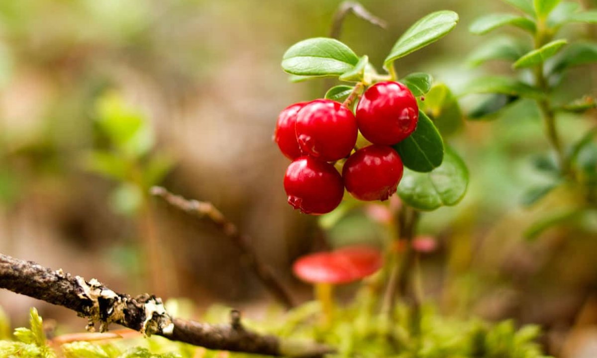 Vaccinium Vitis-idaea (брусника) "Koralle"