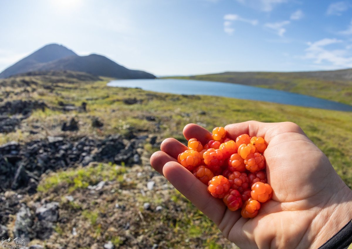 Морошка Республики Коми