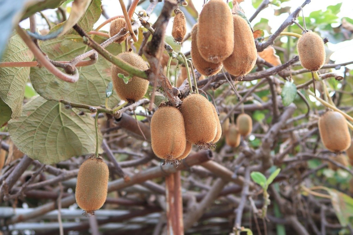 Киви Actinidia chinensis Planch