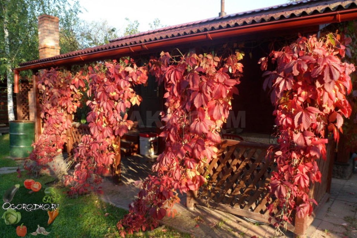 Девичий виноград Санкт-Паули