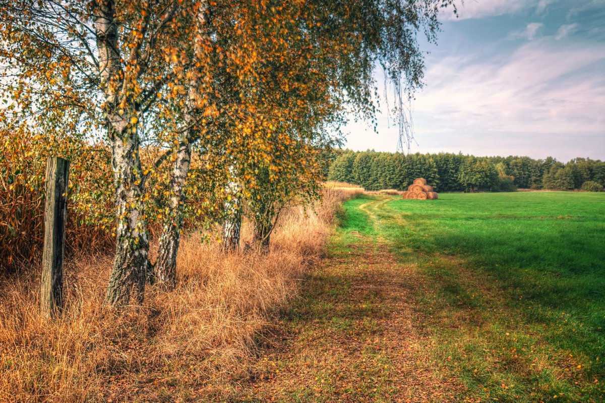 Осенний пейзаж Тульская деревня