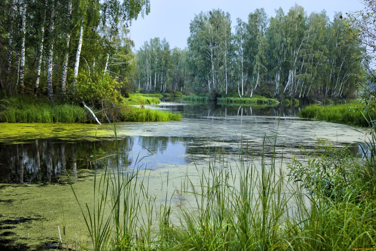 Природа водоем