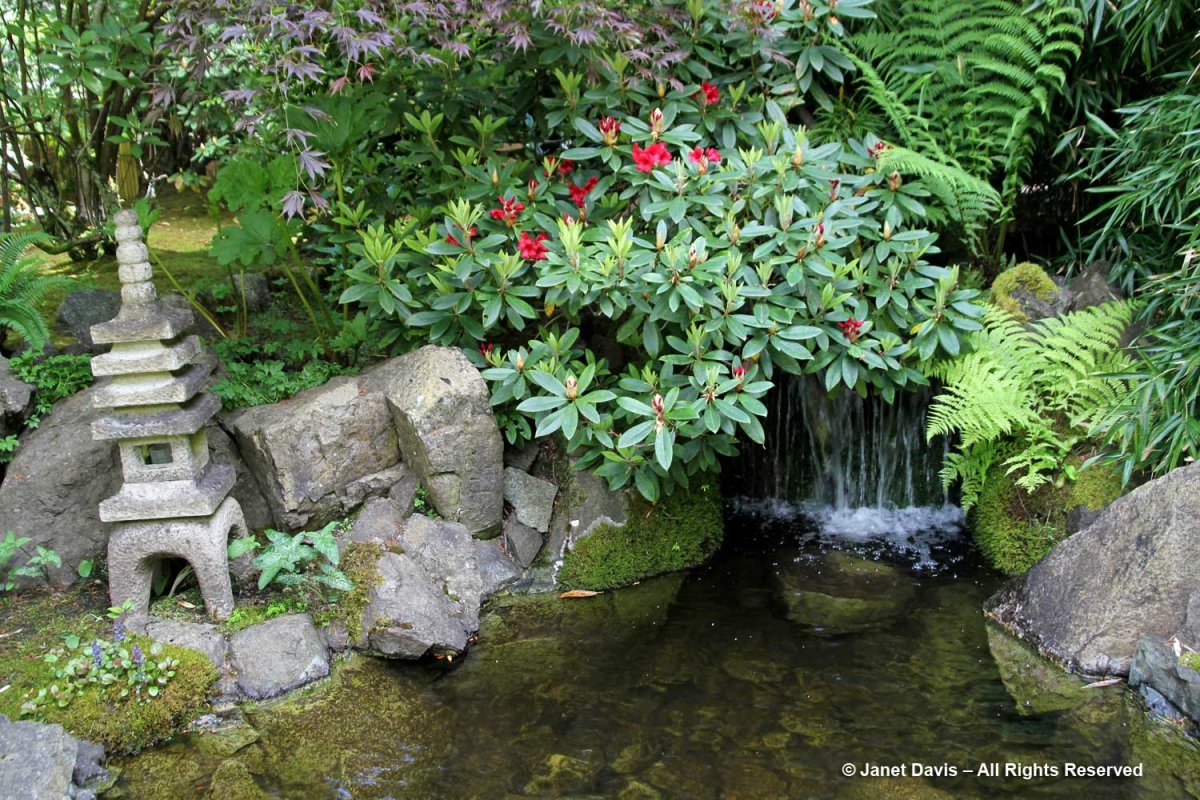 Janet watering