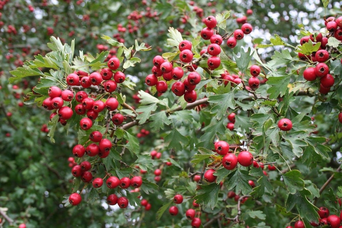 Боярышник Сибирский Crataegus sanguinea