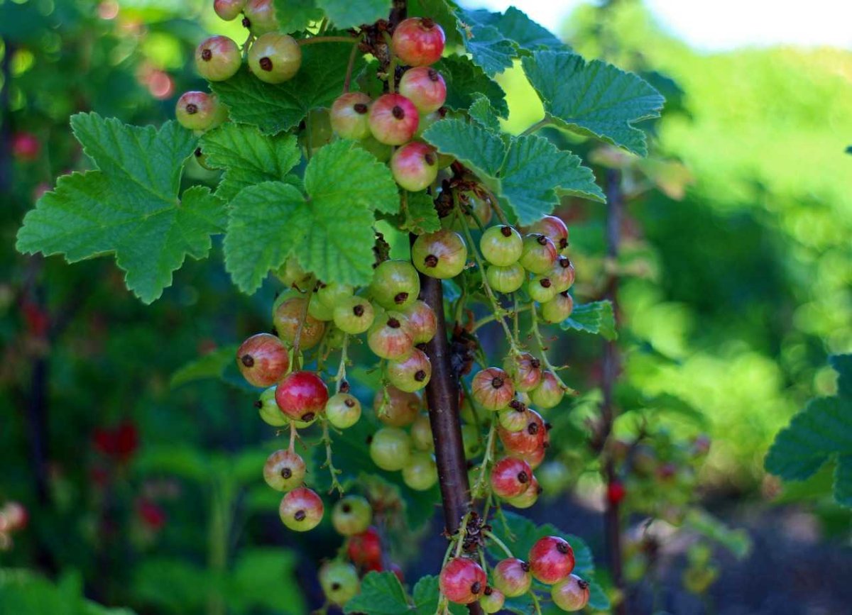 Крыжовник (ribes grossularia `Командор`)