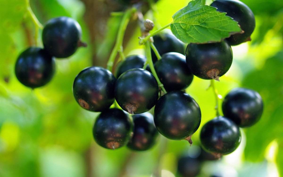 Смородина черная (ribes nigrum l.)
