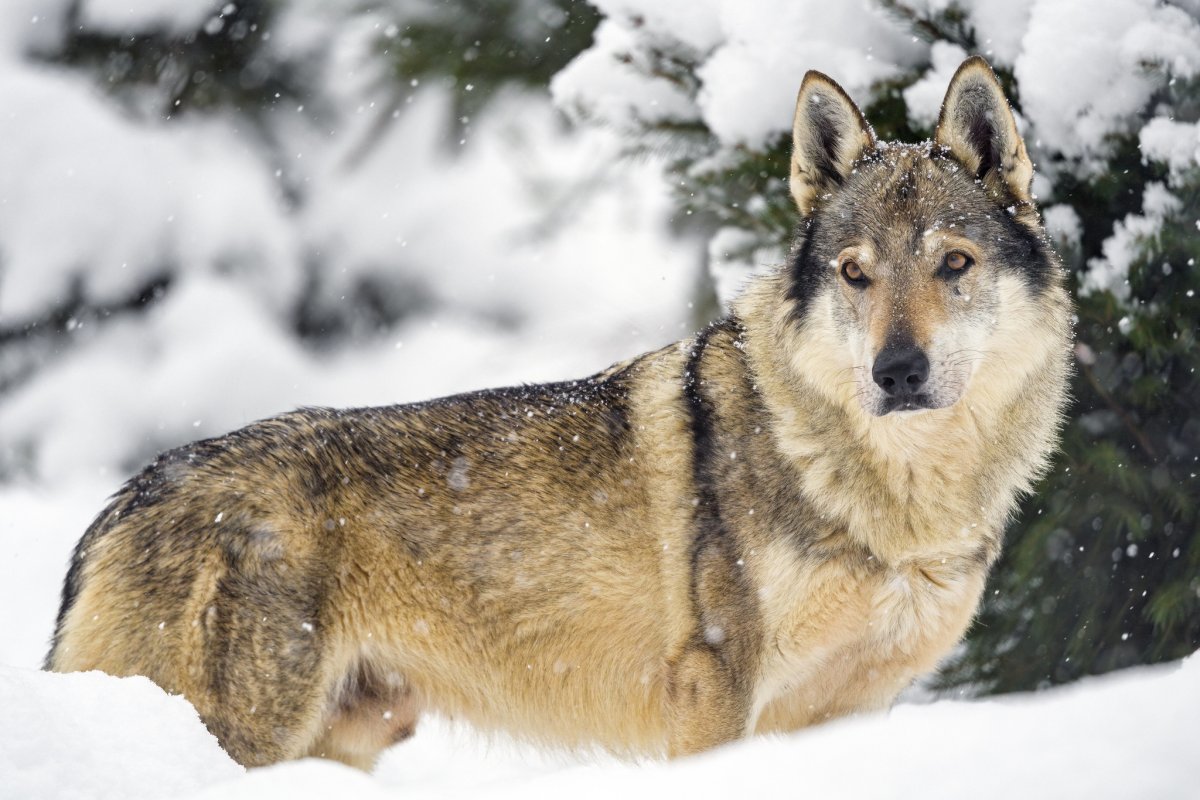 Canadian Wolf Wallpaper