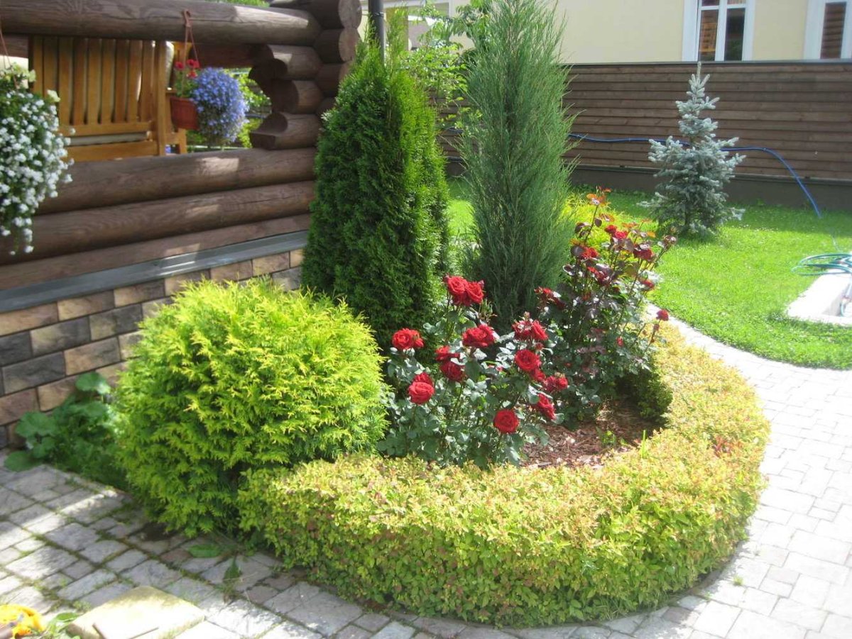 Розарий туя Даника
