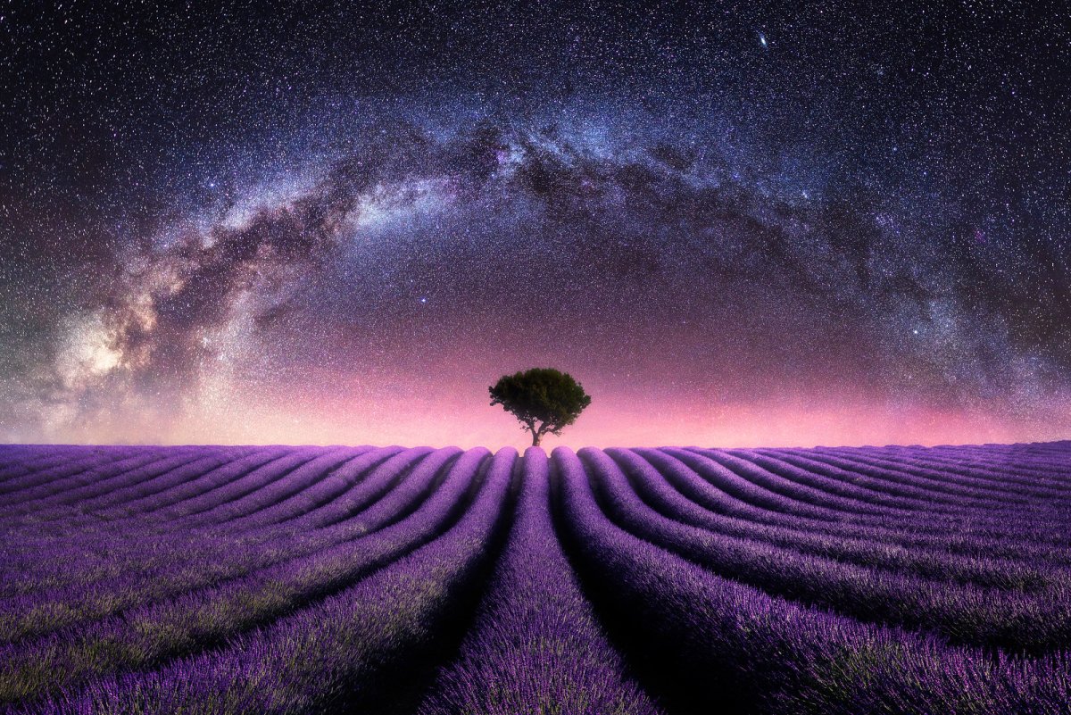 Lavender field Milky way