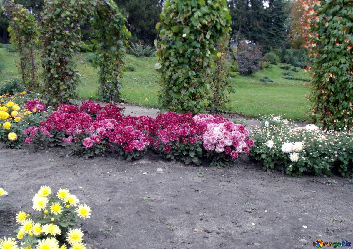 Розы с хризантемами в саду