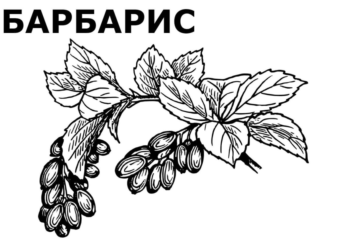 Ежевика раскраска