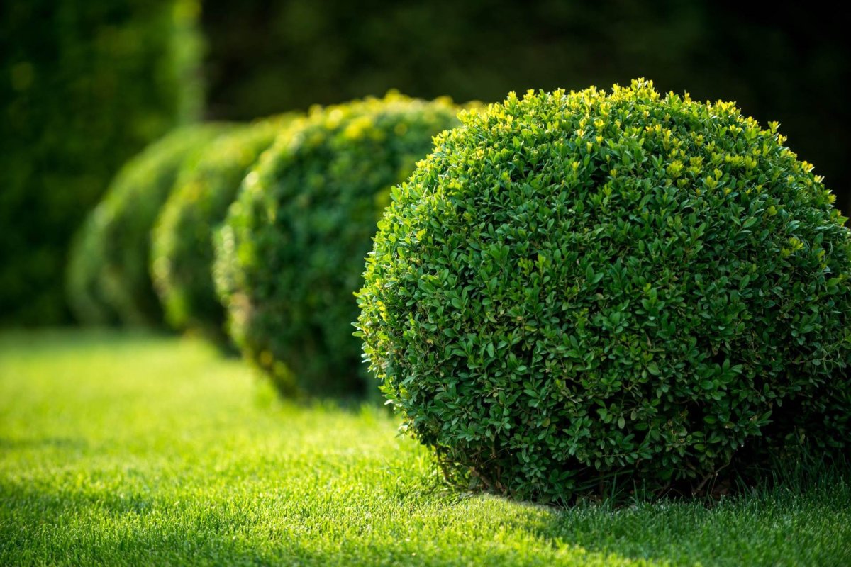 Самшит вечнозеленый Buxus sempervirens