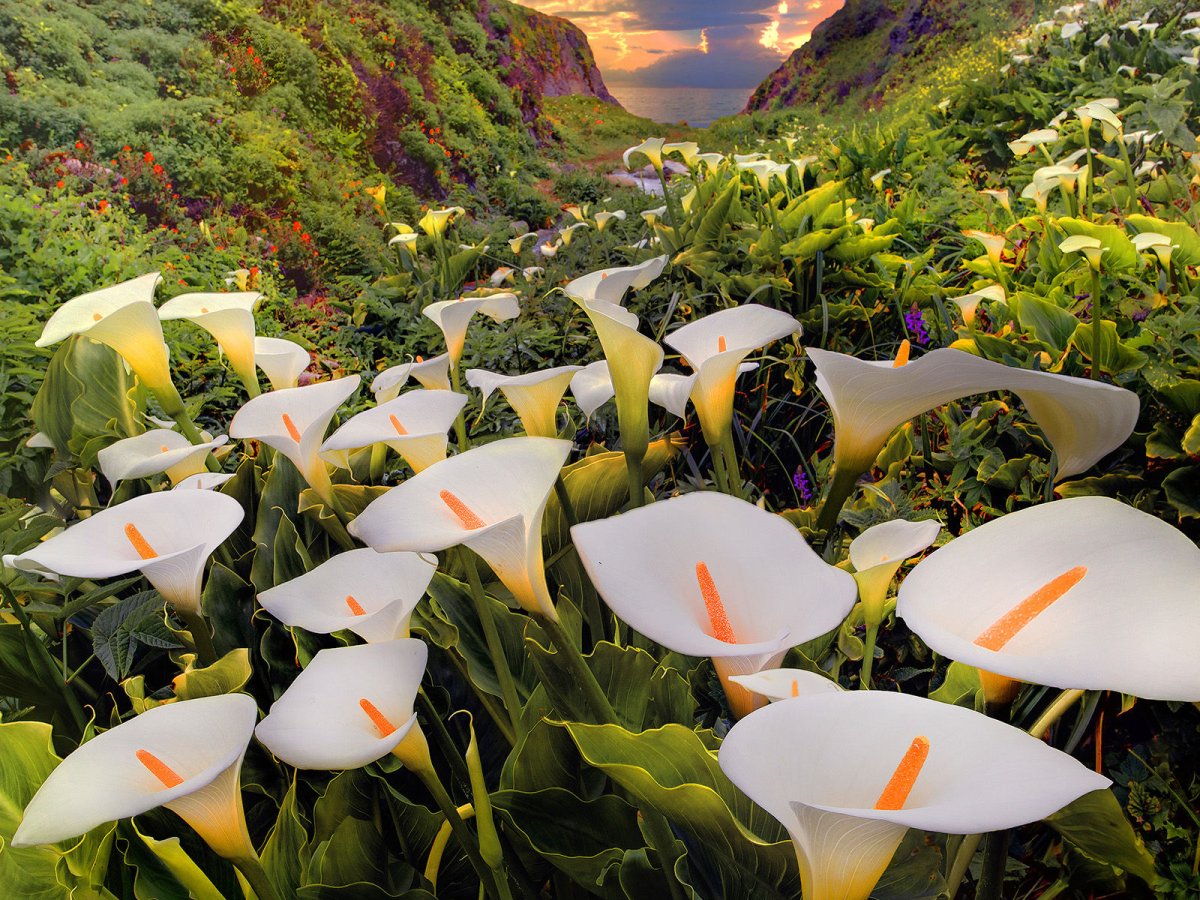 Цветы каллы в калифорнийской долине Calla Lily Valley