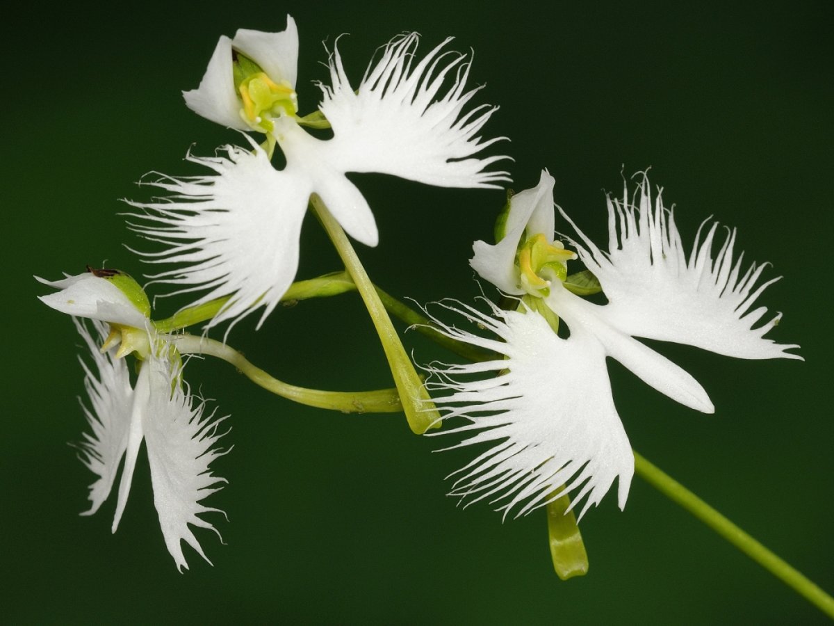 Орхидея «большая белая цапля» (Habenaria Radiata)