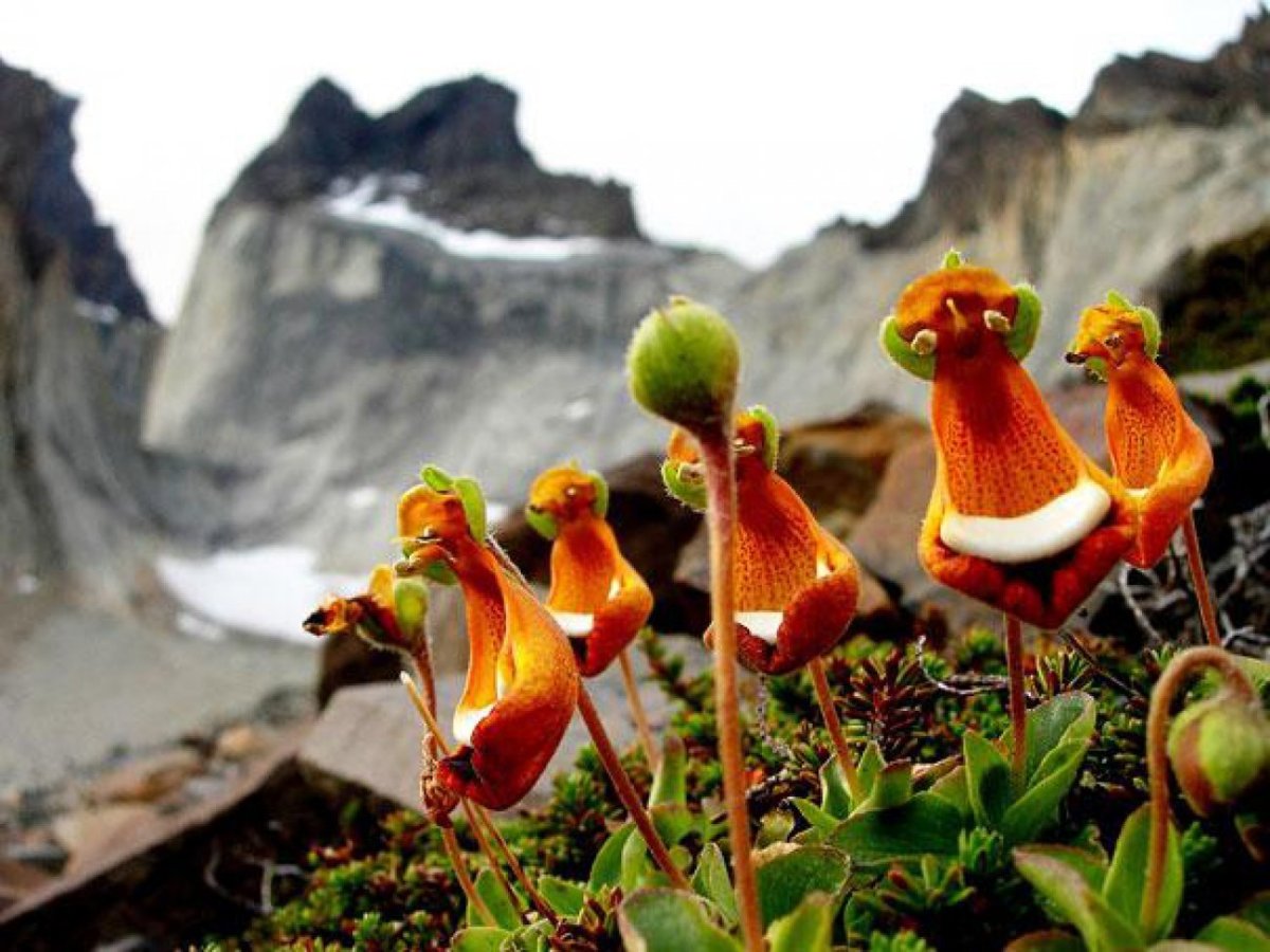 Кальцеолярия Унифлора (Calceolaria uniflora)