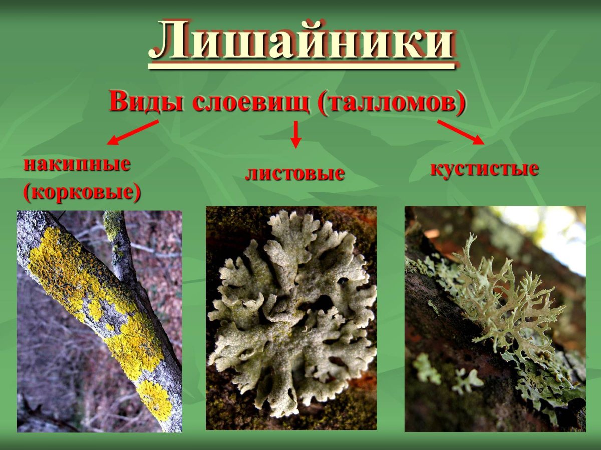 Листоватые лишайники представители