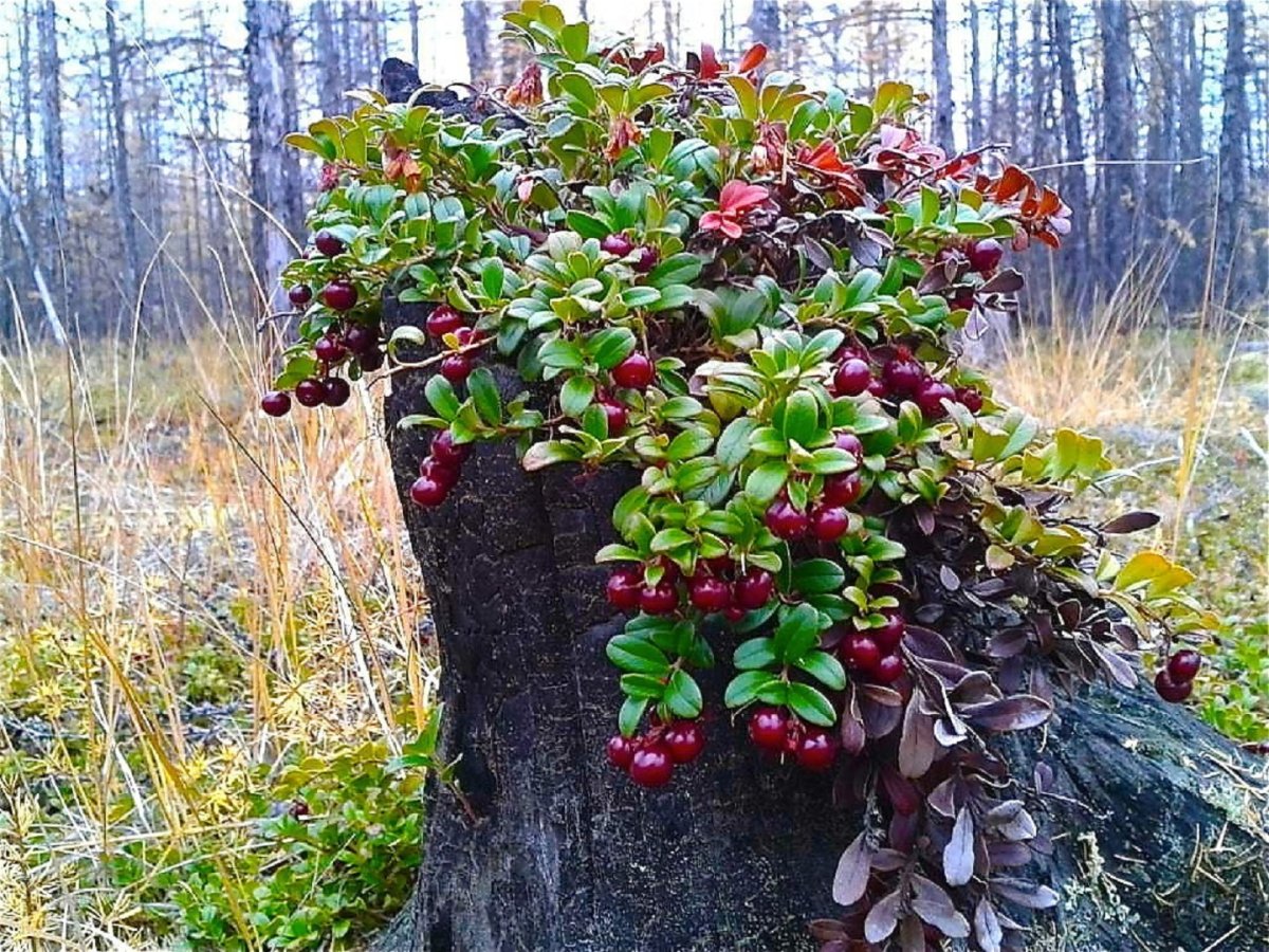 Брусника куст с ягодами
