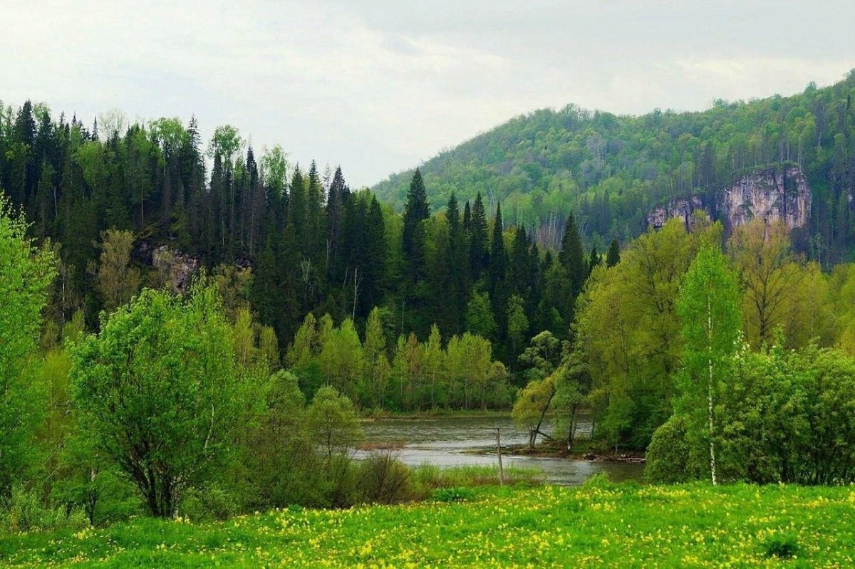 Белорецкий район лес