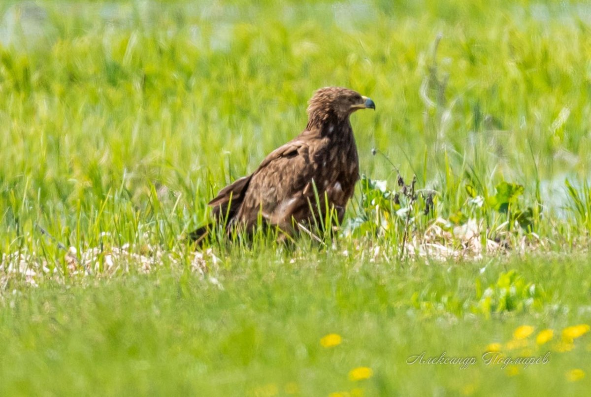 Могильник – Aquila heliaca Сибирь