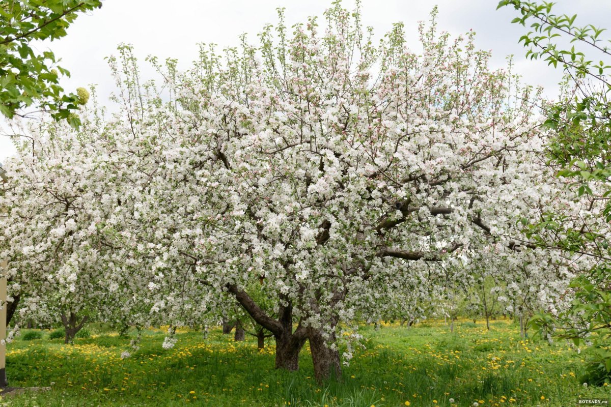 Яблоня вишнеплодная