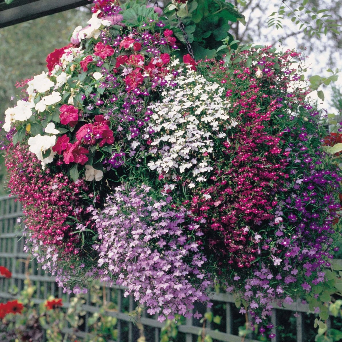 Лобелия ампельная регата микс