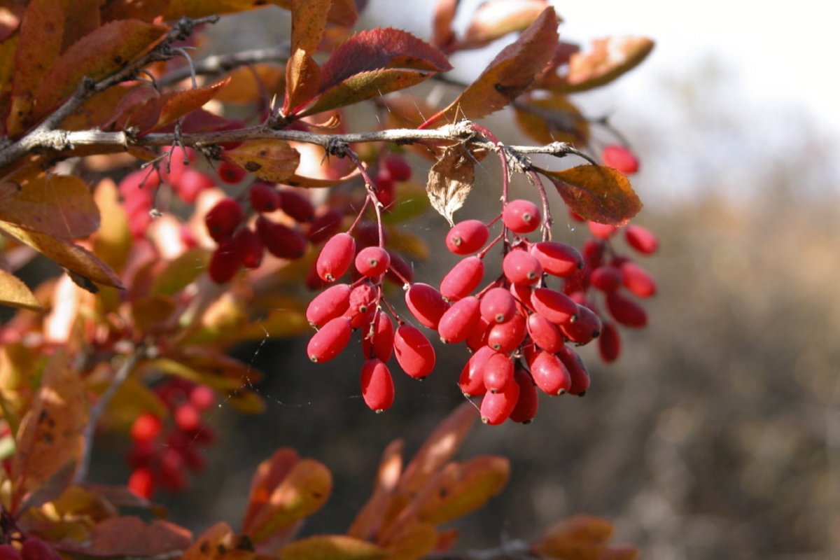 Барбарис (Berberis)