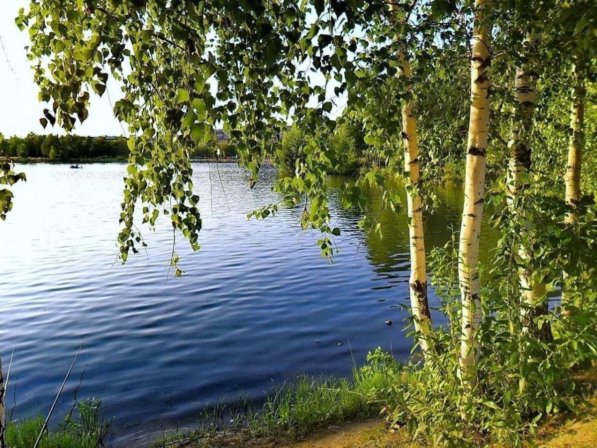 Березовая роща озеро Ивановская область