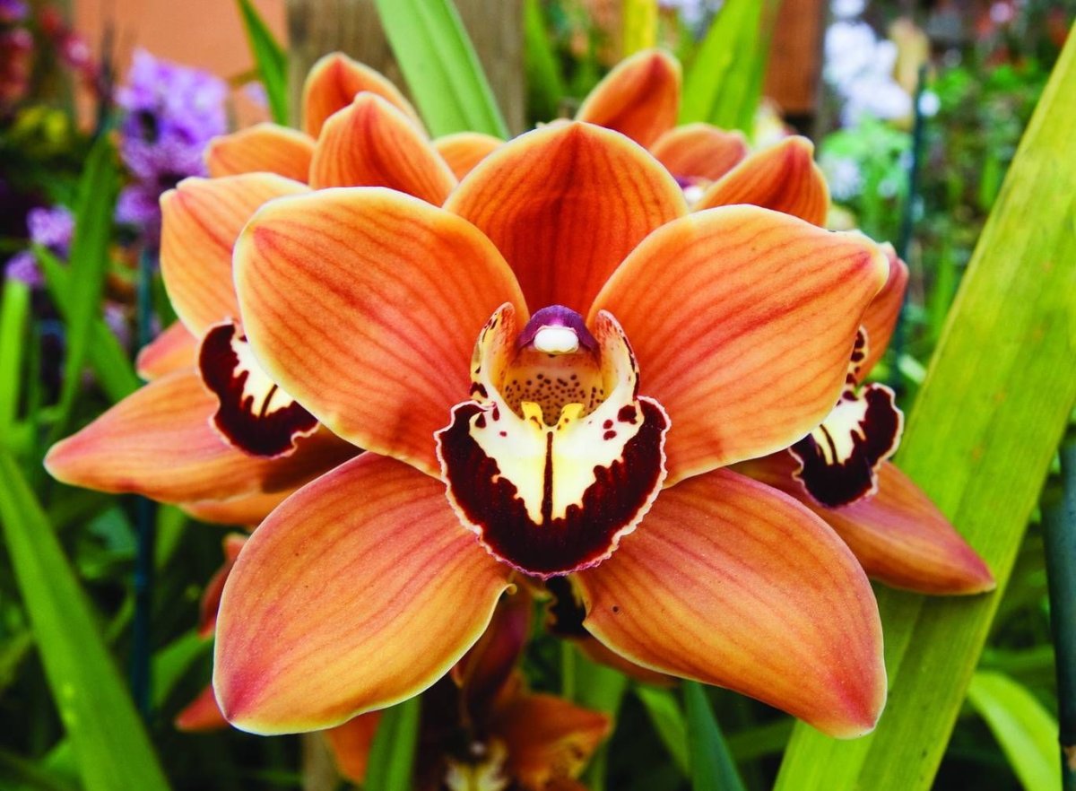 Орхидея Cymbidium
