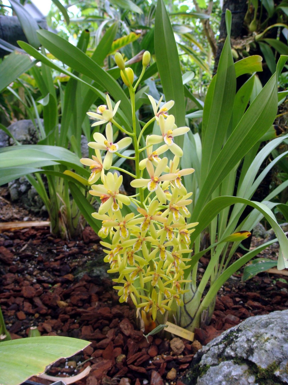 Cymbidium wenshanense