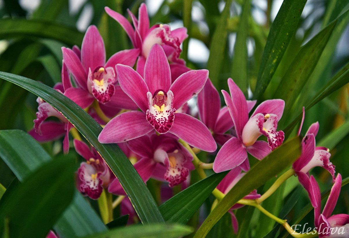 Цимбидиум (Cymbidium)